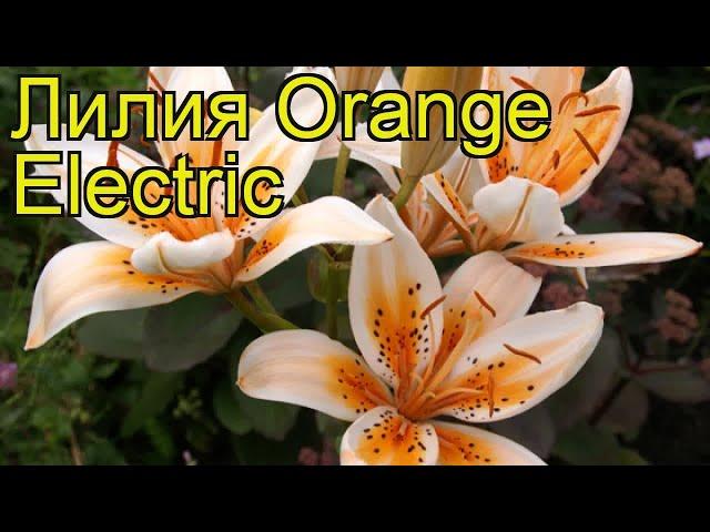 Лилия (Orange Electric). Краткий обзор: Лилия описание характеристик, где купить луковицы