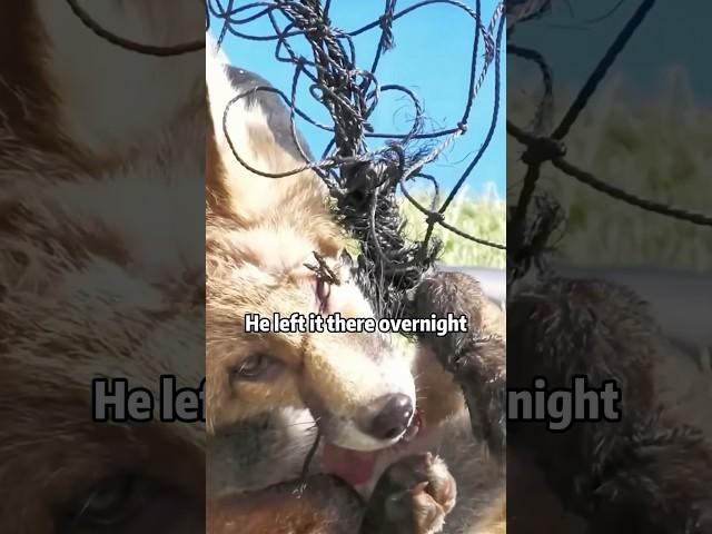 Fox Bandit Turned Friend?! Sassy But Sweet!​​  #animals #rescue #fox  #shorts #lovestory