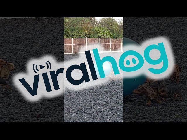 Dachshund Pack Plays With Giant Ball || ViralHog