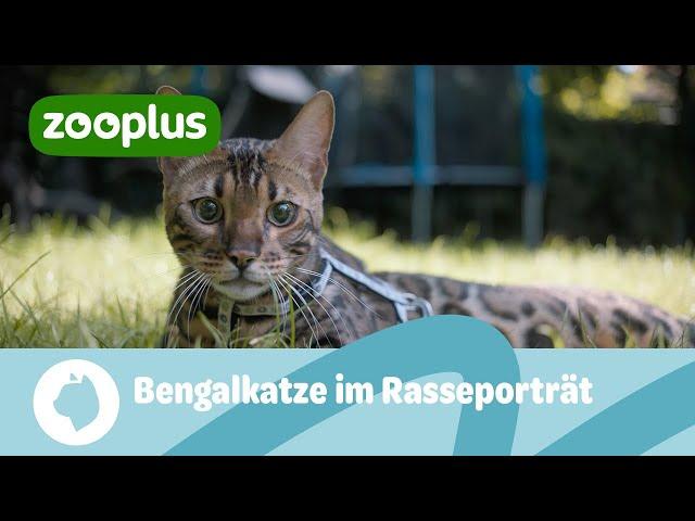 Bengalkatze im Rasseporträt: Entstehung, Charakter & Haltung