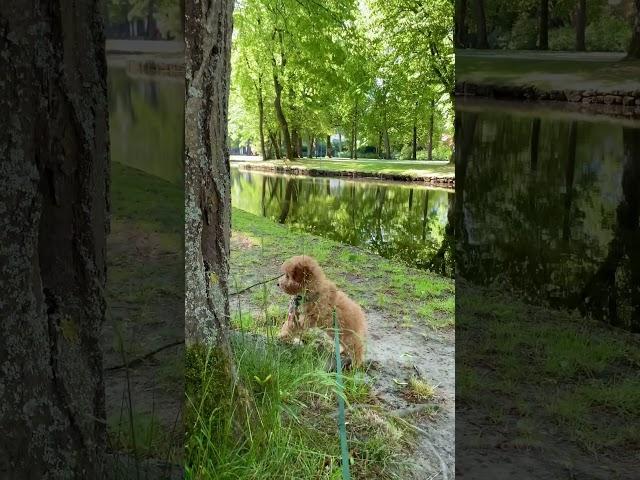 Puppy discovers the world #пудель #pudel #poodle #puppyvideos #interesting #интересно