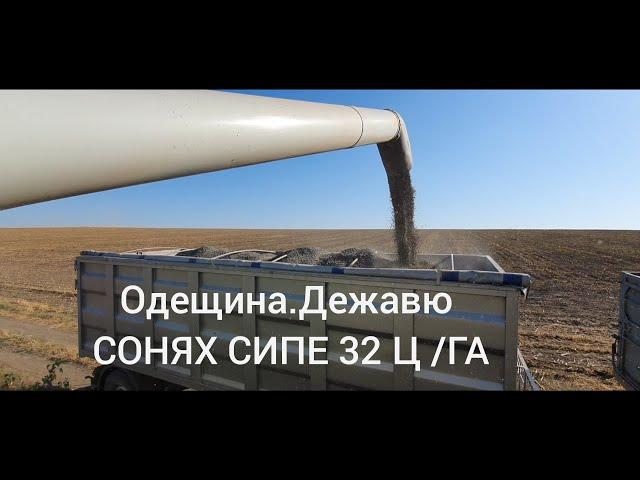 Гібрид ЕС Саксон.Уборка 2020 .Соняшник по 32 ц-дежавю на Одещині.