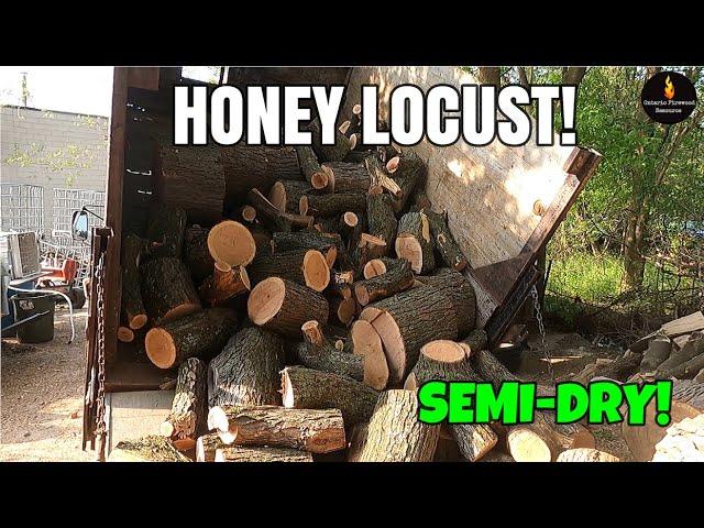 DRY HONEY LOCUST IS A RARITY #FIREWOOD