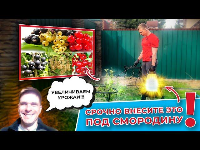 Смородина: как увеличить урожай? Просто внесите...