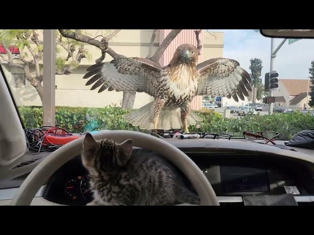 KITTEN ALMOST EATEN BY HAWK