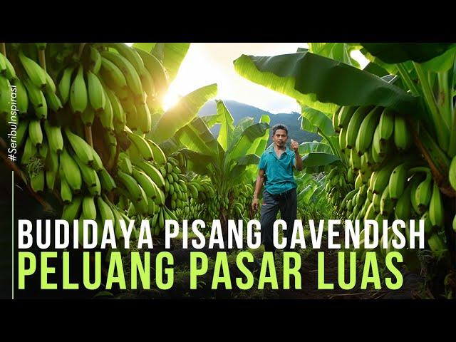 Sulap Lahan Sawah Jadi Kebun Pisang Cavendish Lebih Menjanjikan, 1 Bulan Panen 3 Ton