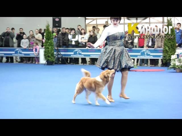 Dog dancing Show "Eurasia  2012 / Russia / Moscow". Freestyle.