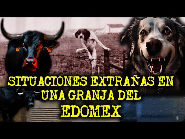 COSAS EXTRAÑAS SUCEDEN EN UN RASTRO DEL ESTADO DE MEXICO - PERROS ACTUANDO COMO HUMANOS