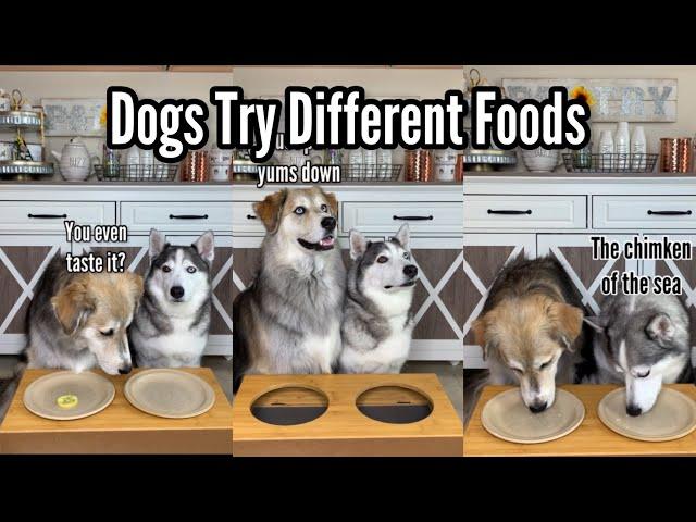 Dogs Review Food | Taste Test 13