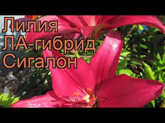 Лилия ла-гибрид Сигалон (lilium la-hybrid cigalon)  обзор: как сажать, луковицы лилии Сигалон