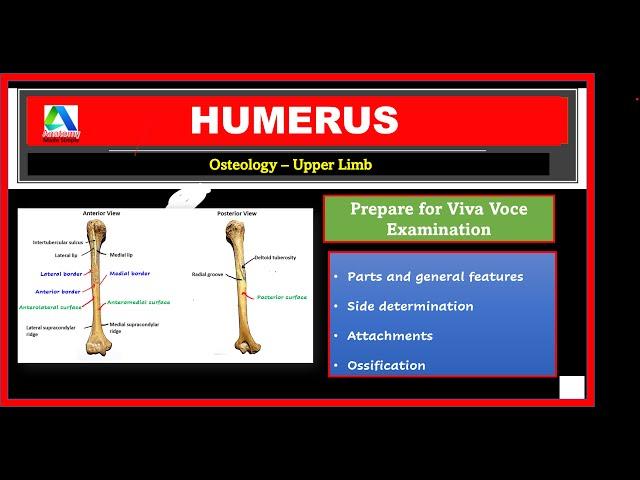 Humerus | Humerus Anatomy | Viva Voce questions | Upper Limb Bones | [Simplified]