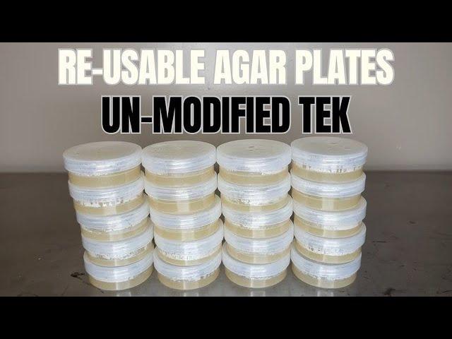 How to Make No-Pour Agar Plates for Growing Mushrooms