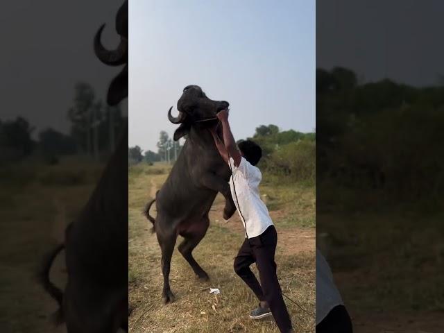 #bull #sadar #sadarfestival #yadav #yadavbrand2 #viral#trending