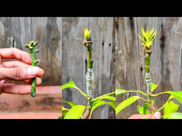 MANGO GRAFTING traditional technique | How to graft mango tree #grafting