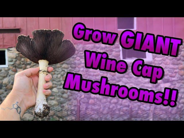 How to Grow GIANT Wine Cap Mushrooms!