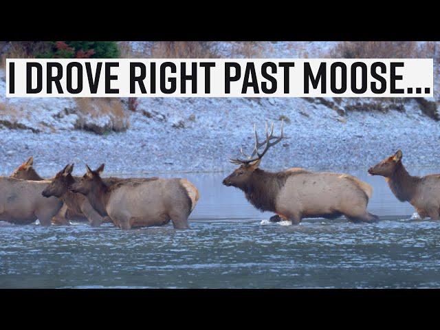 I Chose Not to Photograph the Moose — Do I Regret It?  |  A wildlife photography vlog in the Tetons