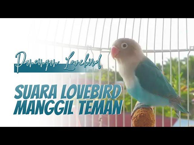 Suara Lovebird Ngekek Memanggil Teman