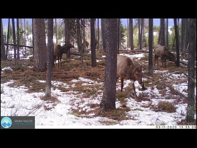 Leucistic Elk - March 2020