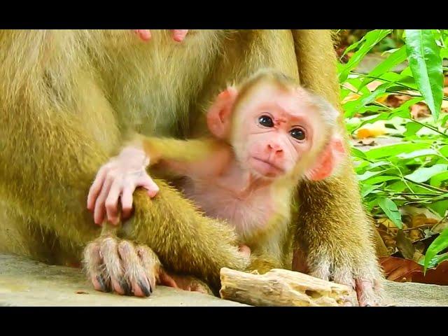 Update! So excited to young mom Luna has first baby pigtail monkey, she looks so adorable