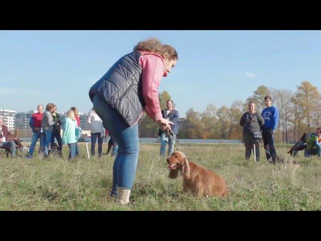 2018 Спаниэлемания 0 Полная версия