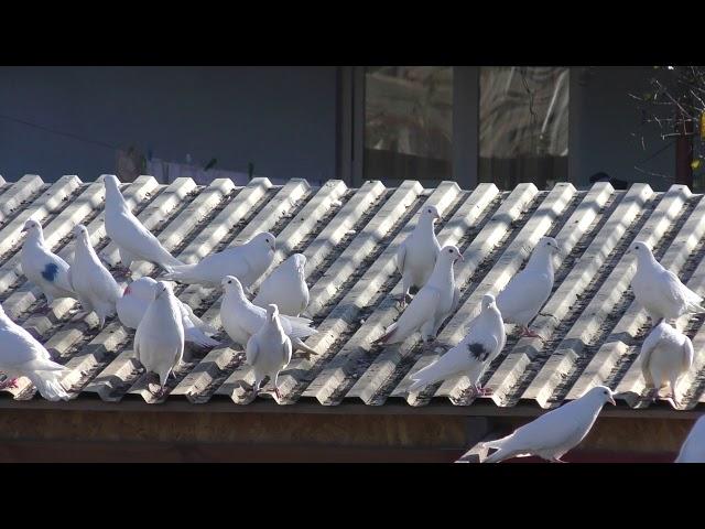 White doves forgotten business trip