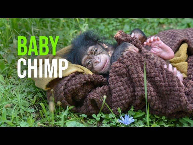 Maryland Zoo Announces Name of Baby Chimp