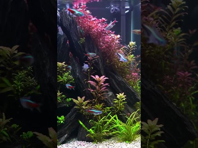 Underwater Paradise! Stunning Red Aquascape with Neon Tetras #aquascape #aquarium #aquascaping