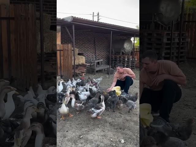 Девочки вы спрашивали вот такие сейчас гуси подросли #garden #gardenlife #дача #огород #shorts