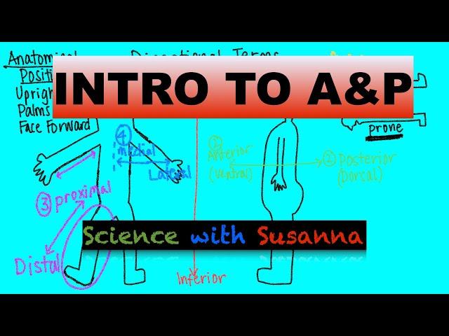 Intro to A&P: Terminology, Regions, Body Systems, Body Cavities, Negative Feedback