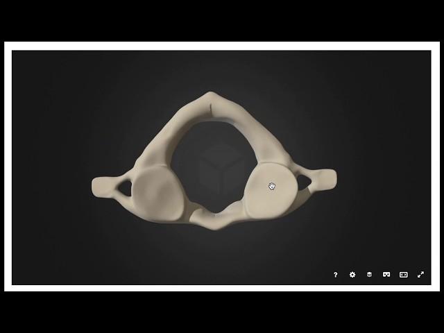 The Atlas | Detailed Anatomy of the C1 Vertebra