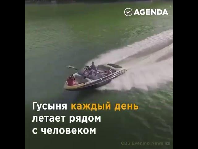 человек спас гусенка от смерти,а в итоге нашел друга на всю жизнь.