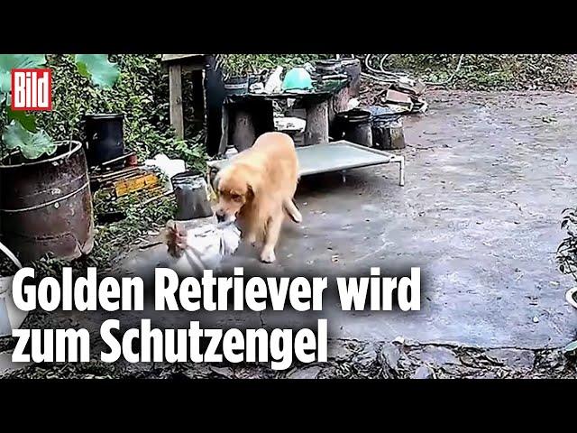 Hund rettet Huhn vor dem Kochtopf