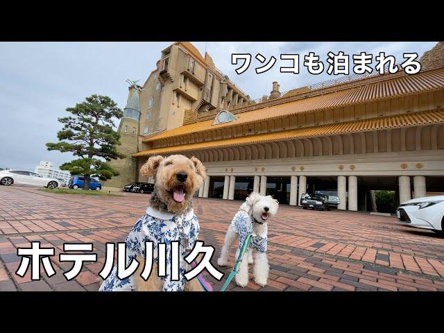 ずっと泊まってみたかった豪華絢爛なホテルへ愛犬と宿泊しました　ホテル川久［犬連れ家族旅行］