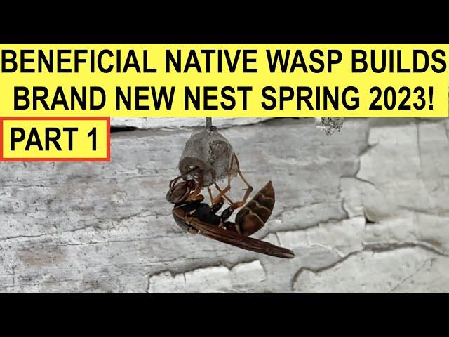 ANOTHER PAPER WASP BUILDS NEW NEST 2023 (PART 1)! NORTHERN PAPER WASP QUEEN/FOUNDRESS IN ACTION!