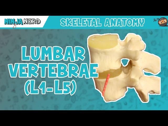 Lumbar Vertebrae (L1-L5) Anatomy