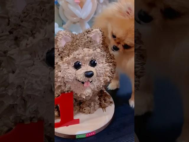 Di jilat anjing #dog #diy #toys #cake #pets