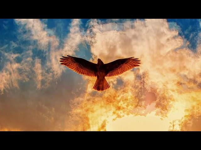 eagle flying soaring videos free noncopyright stock footage HD music download youtube audio library