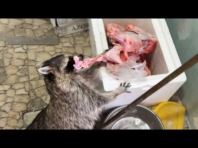 RACCOON GETS FOOD FOR THE FAMILY / Fox joyfully meets ambully Zeus