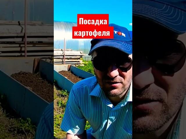 Посадка семенного картофеля в высокие грядки.