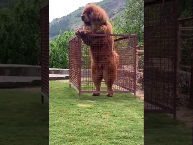 Tibetan Mastiff Giant Dog  freak