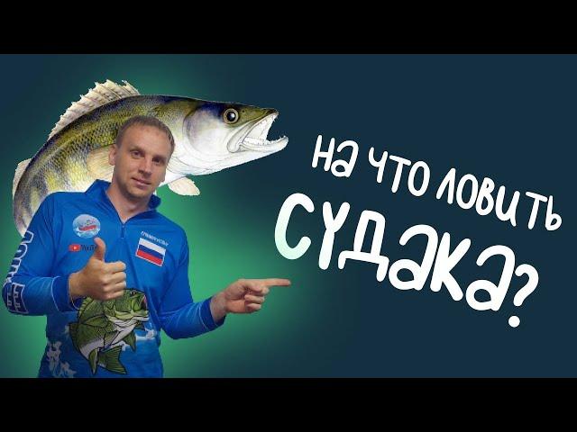 На что ловить судака! Летняя рыбалка в Астрахани 2022