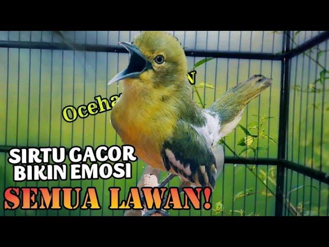 SIRTU/CIPOH GACOR BIKIN EMOSI SEMUA LAWAN!..COBA DAN BUKTIKAN!!#birds #wildlife #birdslover