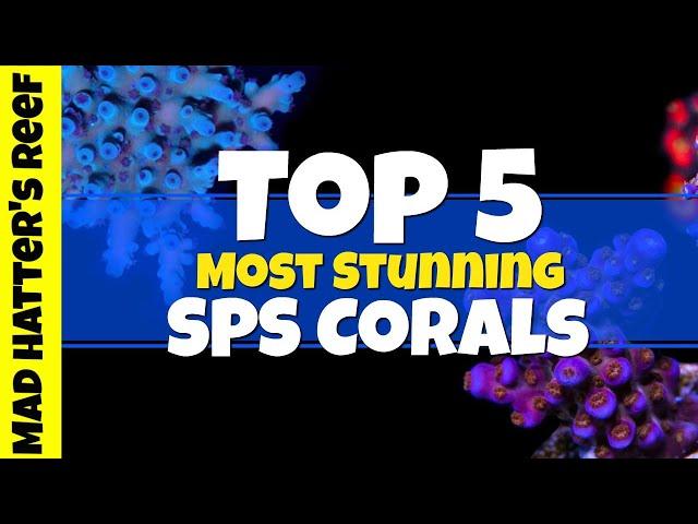 Top 5 Most Stunning SPS Corals