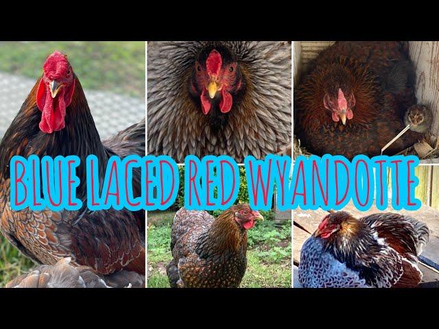 McDonald Farm Blue Laced Red Wyandotte