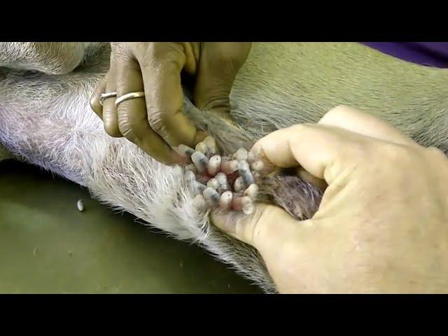 Removing mangoworm in dog | Mangoworms removal in dog #62