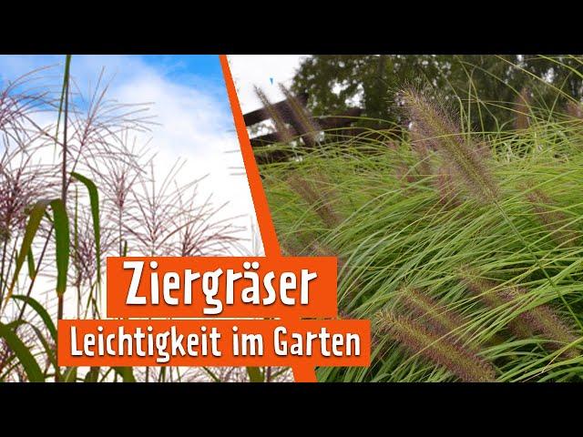 Gräser in Szene gesetzt | MDR Garten