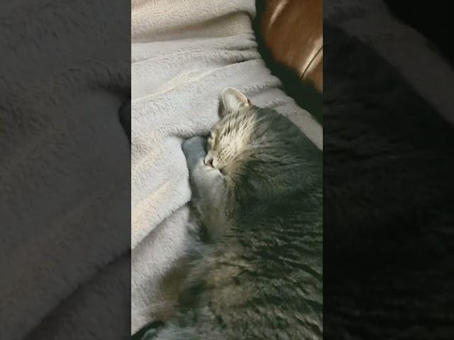 Sleeping cat paralyzes man