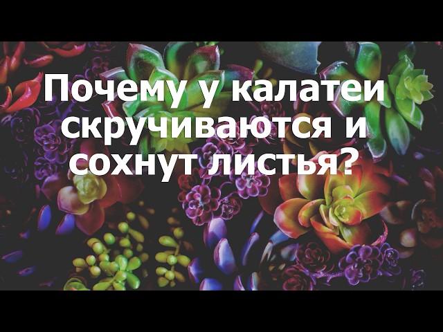 Почему у калатеи скручиваются и сохнут листья?