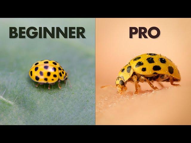 7 Mistakes I Made as a Beginner in Insect Macro Photography