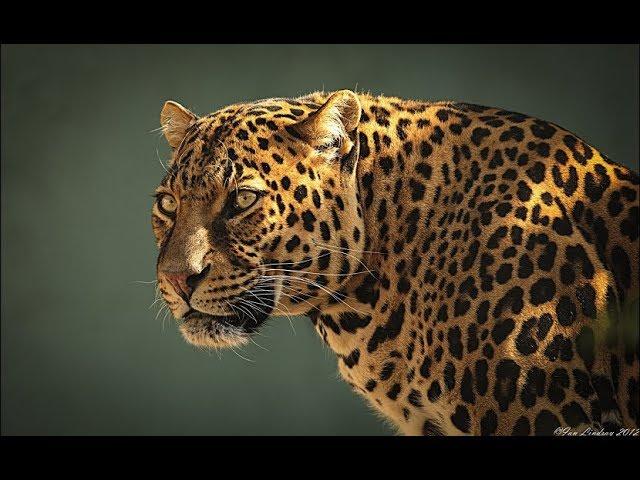 Wildlife Leopards - Dangerous Big cat Predators (Nat Geo)